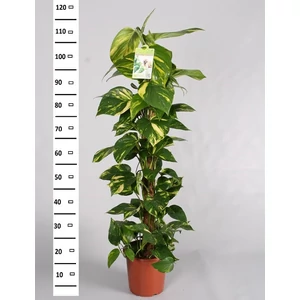 Szobai futóka, Scindapsus 120 cm mohakaróra futtatva