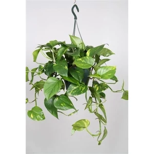 Szobai futóka akasztós cserépben,  scindapsus