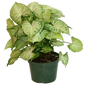 Nyíllevél, Syngonium 30cm 12cm-s cserépben Nyíllevél, Syngonium 30cm 12cm-s cserépben