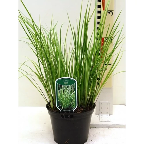 Aranytarka kálmos, 1,5 l 20-30 cm