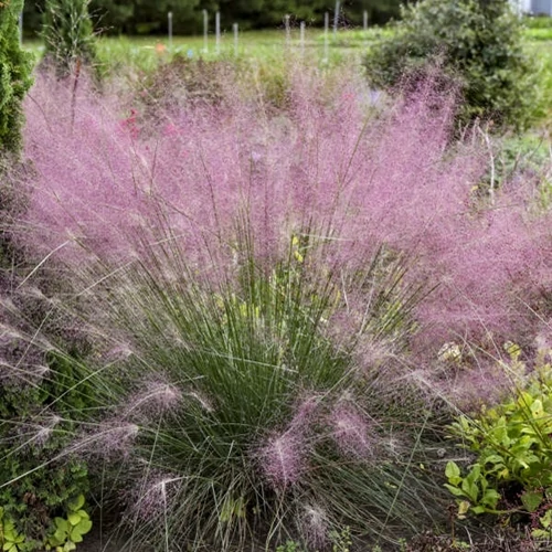 Vattacukorfű 2 litrers kont, Muhlenbergia reverchonii 'Undaunted