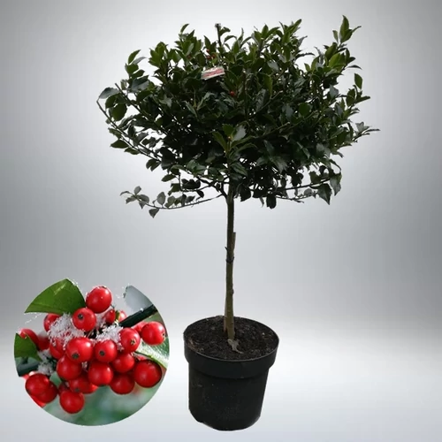 Magyal törzses fa 70 cm
