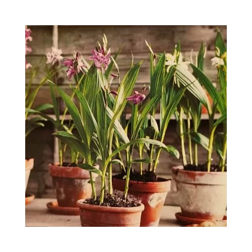 Kerti orchidea, Bletilla