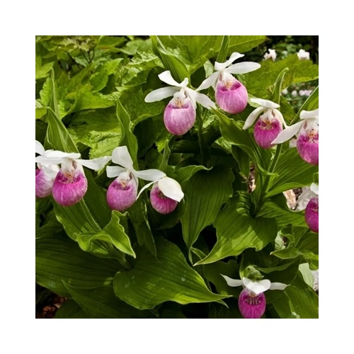 Kerti orchidea, Cypripedium