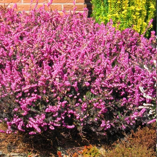 Örökzöld Hanga rózsaszín