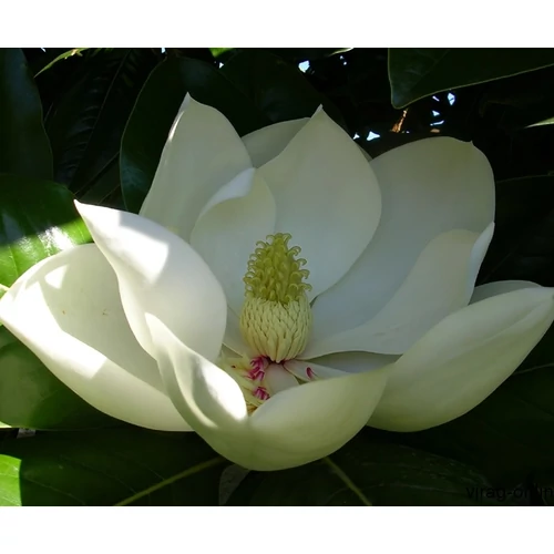 Nagyvirágú liliomfa Gallisoniensis 4 lit kont. 40-60 cm