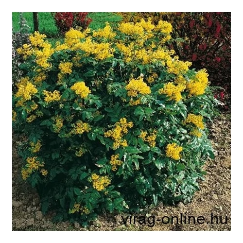 Mahonia 2lit. kont. ~30-50cm