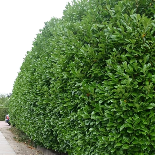 Babérmeggy 7,5 literes kont 120 cm+