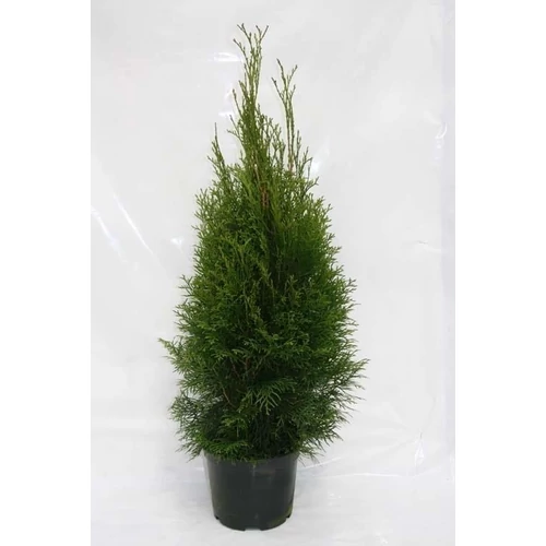Thuja Smaragd, 4 literes konténerben, 60 cm
