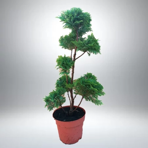 Leylandi hamisciprus 110 cm pom-pom