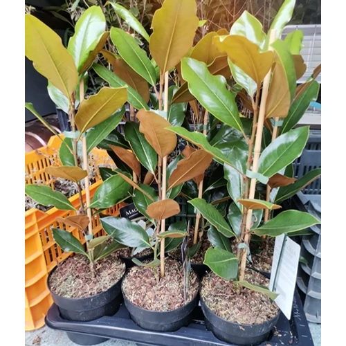 nagyvirágú, örökzöld liliomfa, magnólia