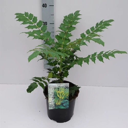 Mahonia Charity 3 lit. kont