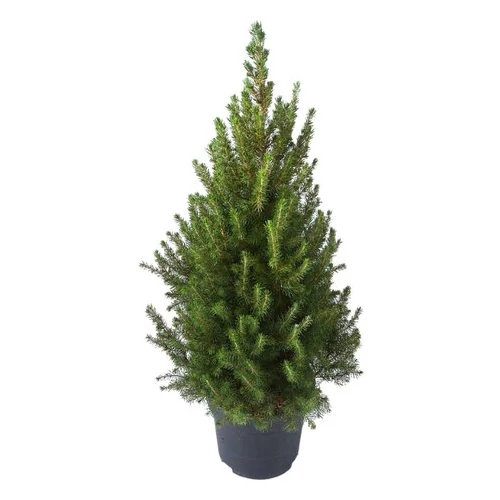 Cukorsüvegfenyő 70-80 cm, 21 cm-s cserépben