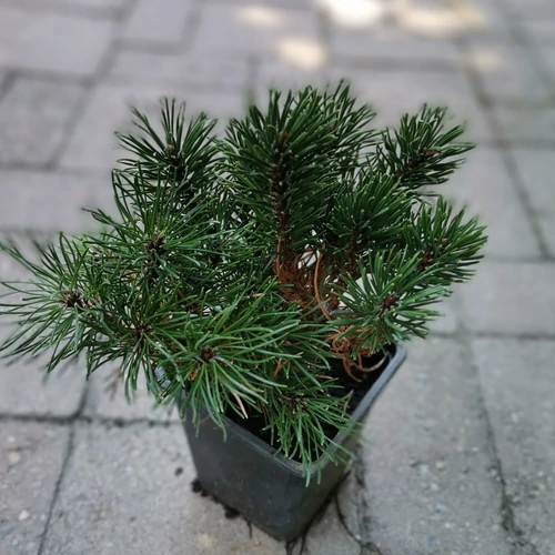 Havasi törpefenyő