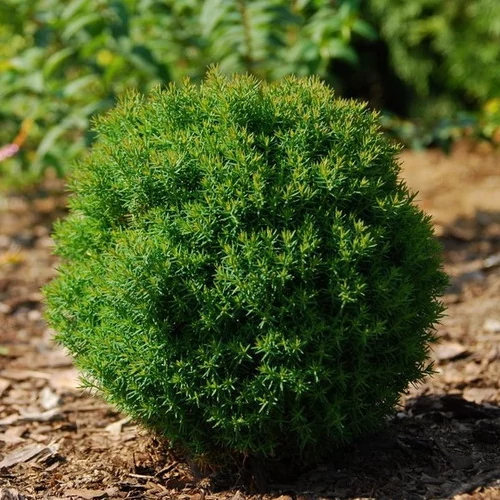 Törpe Nyugati Thuja. 2 lit. teddy