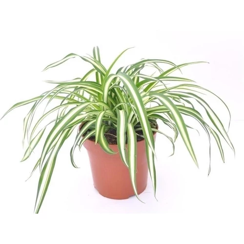 Csokrosinda,  Chlorophytum 12 cm-es cserépben