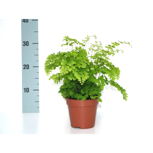 Vénuszfodorka 30cm 12cm-s cserépben