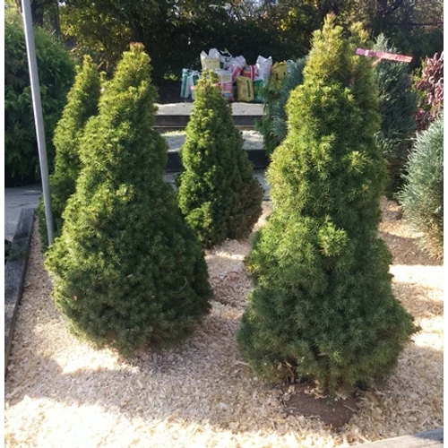 Cukorsüvegfenyő 100 cm