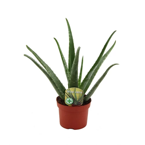 Aloe Vera 10 cm-s cserépben