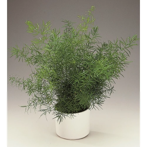 Asparágusz 12 cm-s cserépben 30 cm