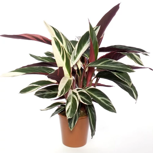 Nyílgyökér, Calathea triostar 40 cm