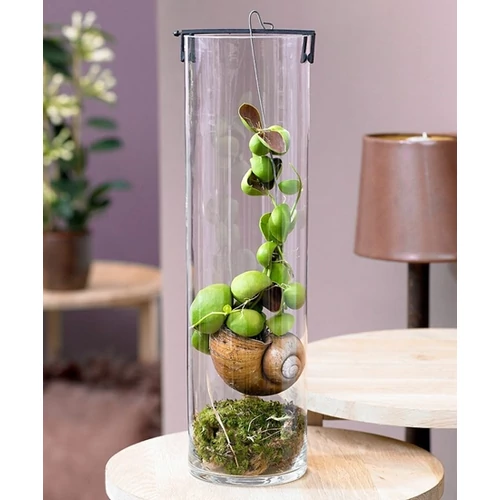 Dischidia csigaházban, üveg floráriumban