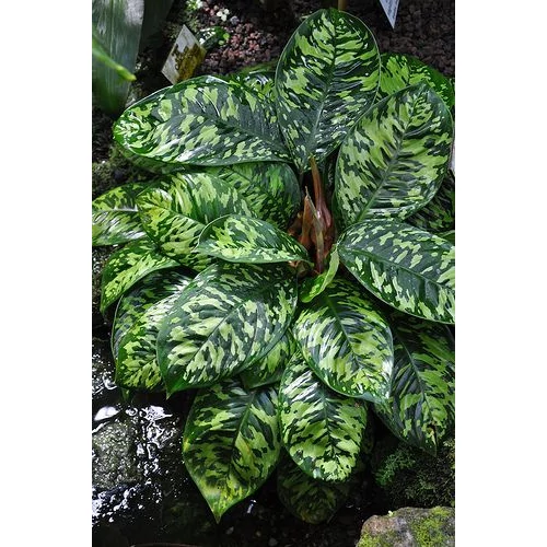 Homalomena 14 cm-s cserépben