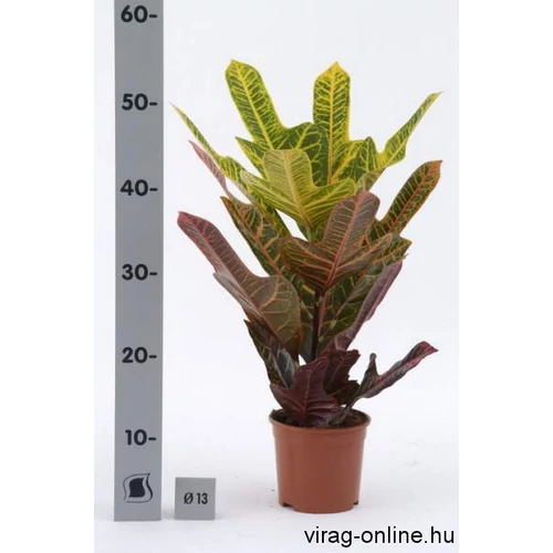 Croton excellent, Kroton 14 cm-s cserépben 40cm