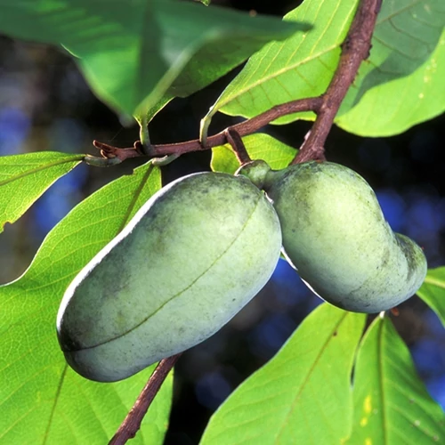 Indián banán, Asimina triloba oltvány