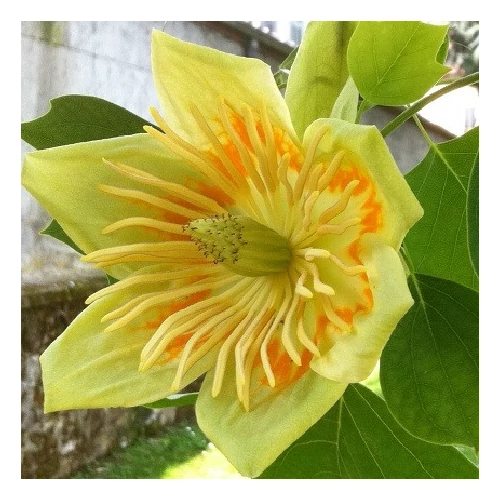 tulipánfa