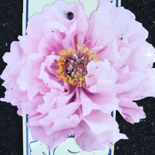 Bazsarózsa fásszárú halvány rózsaszín