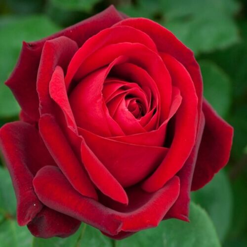 Rózsa nagyvirágú, piros 2 lit.