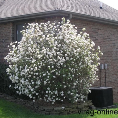 Illatos Bangita, Viburnum 2 literes kont. 30-40cm