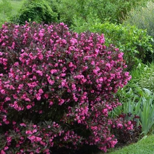 Bordó Levelű rózsalonc, Alexandra