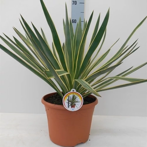 Pompás Pálmaliliom, Yucca 50cm