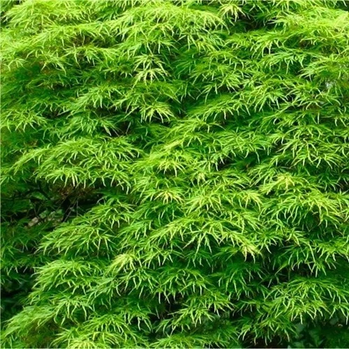 Japán Juhar oltvány Emerald Lace 9,5 lit kont.