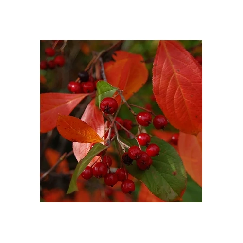 Berkenye 2 lit. kont. 40-60cm