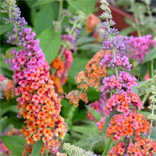 Nyáriorgona flower power