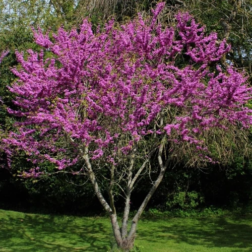 Júdásfa, cercis siliquastrum  2 literes konténerben