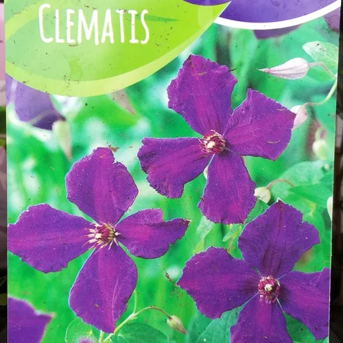 Kerti Iszalag, Clematis 2 lit. kont. polish spirit