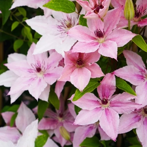 Kerti Iszalag, Clematis 2 lit. kont. pink fantasy