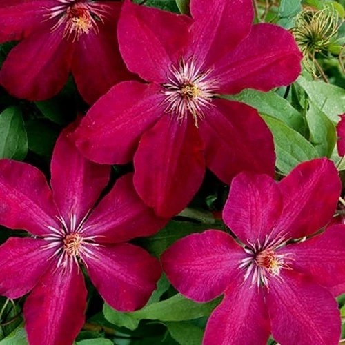 Kerti Iszalag, Clematis rouge cardinale