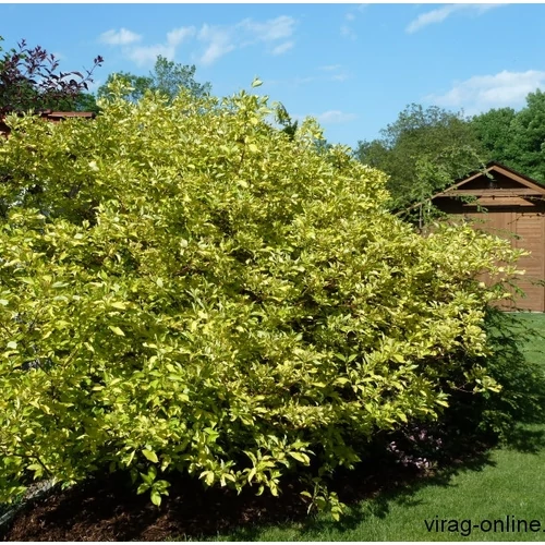 Tarkalevelű sárga Som, Cornus 30-50 cm bokor
