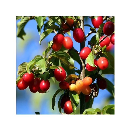 Húsos Som 2 lit kont