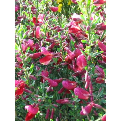 Cytisus ‘Johnson’s Crimson’, Zanót