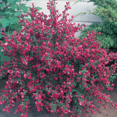 Cytisus ‘Johnson’s Crimson’, Zanót