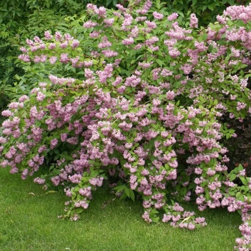 Gyöngyvirágcserje pink pom pom 2 literes konténerben