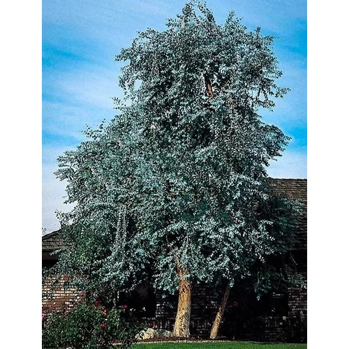 Havasi eukaliptusz 5 literes konténerben, 100 cm, Eucalyptus gunnii