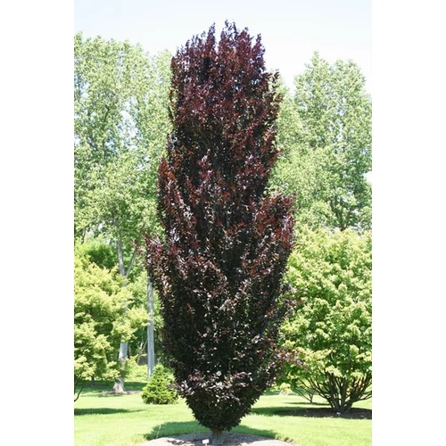 Oszlopos vérbükk 5 lit. kont. 90-100 cm fa