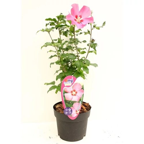 Mályvacserje - Kerti Hibiszkusz 2 lit.